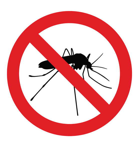 mosquito